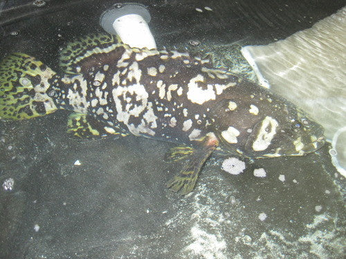 Bumble Bee Grouper (16”)