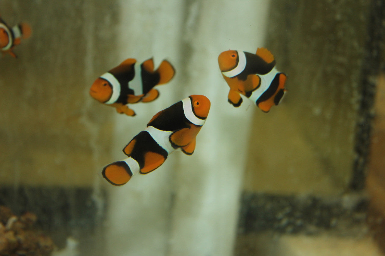 Black Onyx Clownfish