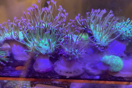 Japanese Neon Green/Purple Toadstool Leather ~2" Frag
