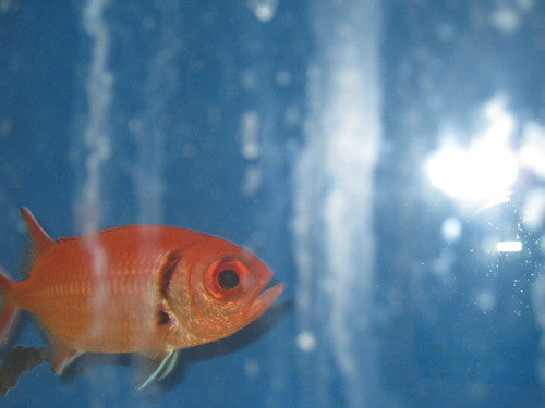 Black Bar Soldierfish (4")