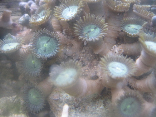 Zooanthid Polyps-Green-Large (6")