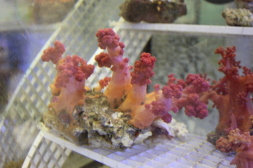 Scleronephthya Red Silk Coral -XL colony