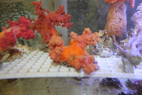 Scleronephthya Red Silk Coral -3"