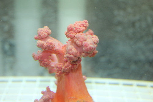 Red Carnation Coral-Dendronepthya