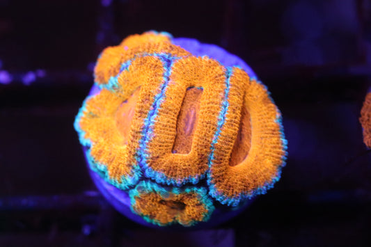 Tropical Punch Micromussa (A68)