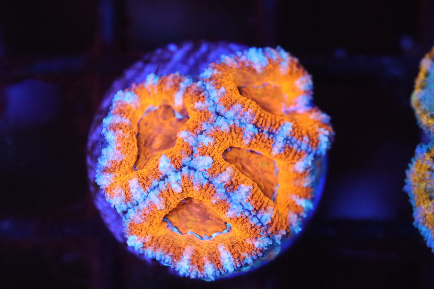 Red w/ Stripe Micromussa (A121)