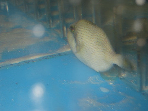 Yellow Margin Triggerfish-1-2"