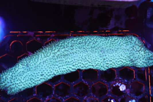 Neon Tongue Coral (A100)