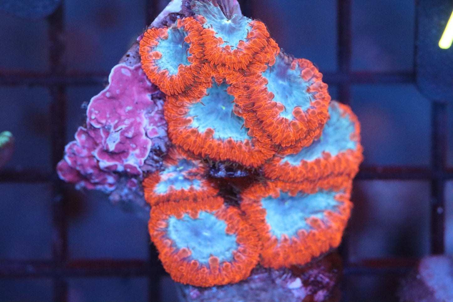 Blasto Colony (A105)