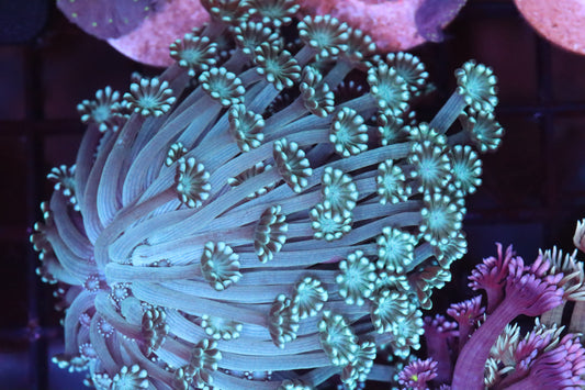 Pretty Blue  Alveopora Mini Colony (A80)
