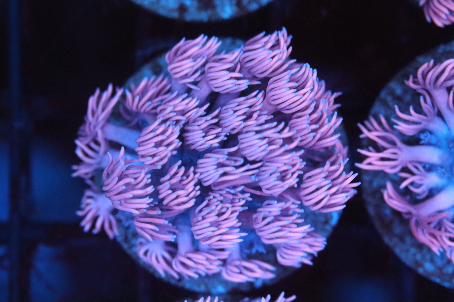 Pretty Pink Goni (A69)