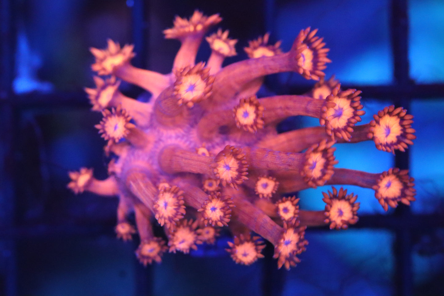 Hot Pink w/ Blue Mouth Goni (A67)