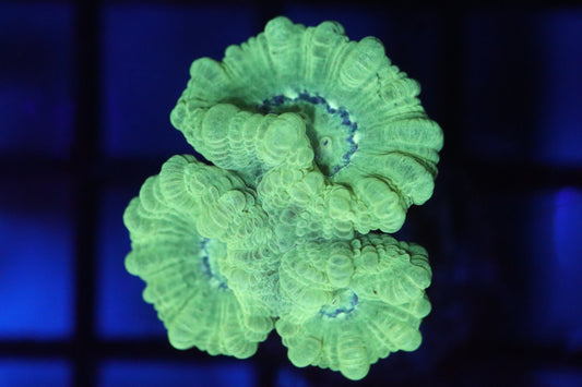 Neon Candy Cane (A65)