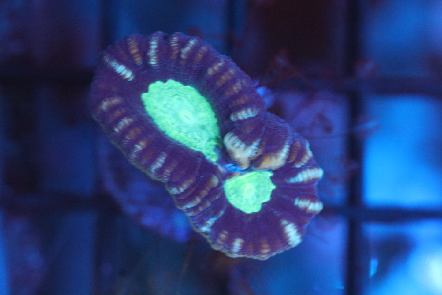 Purple Candy Cane (A66)