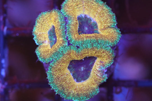 Jungle Micromussa (A71)