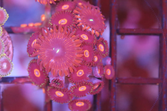Pink Putton Purple People Eater Mix Zoa (A79)