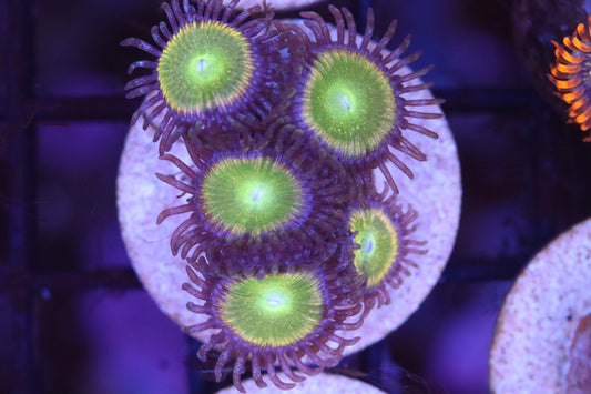 Sunshine Zoa (A82)