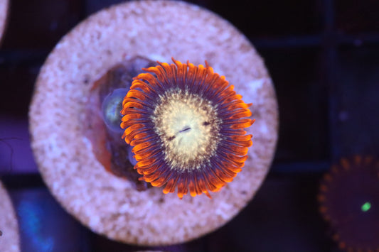 Orange Splatter (A81)