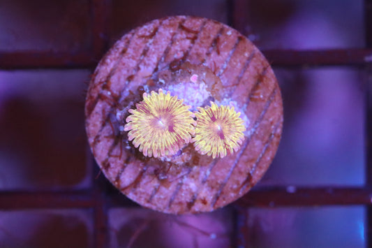 Sunflower Zoa (A84)