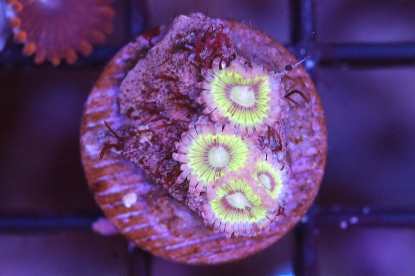Sunflower Zoa 2 (A85)