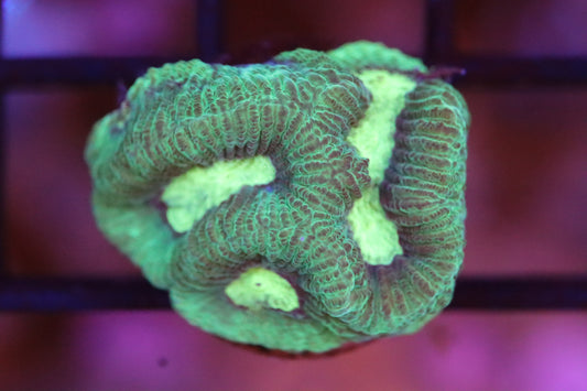 Electric Green Platygyra (A61)