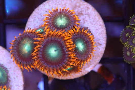 Orange Skirt Zoa (A87)