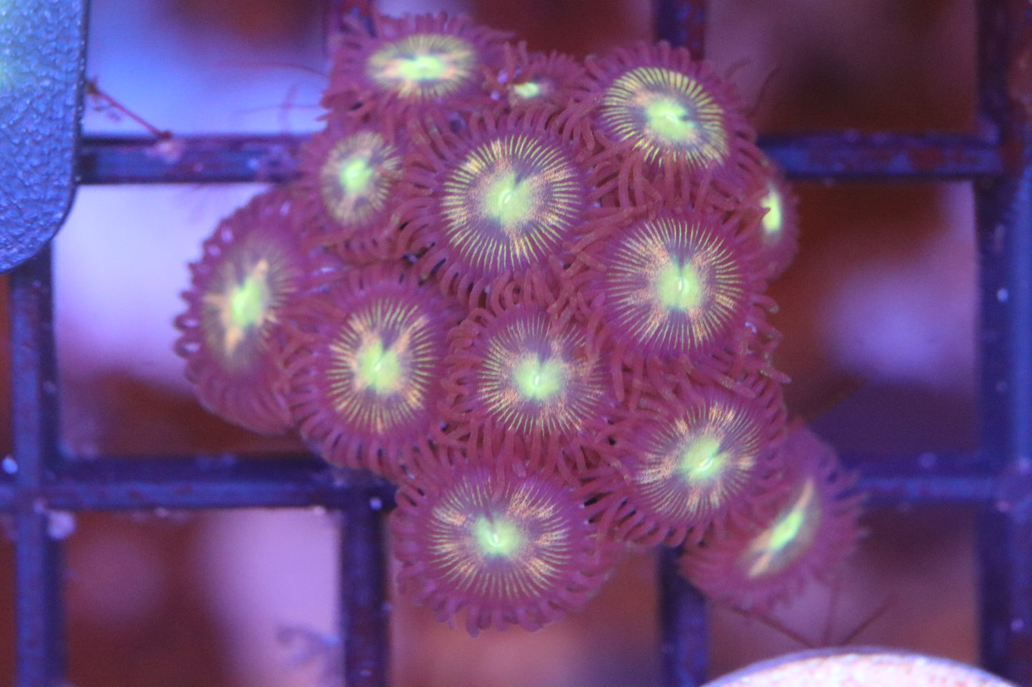 kaleidoscope Zoa (A89)