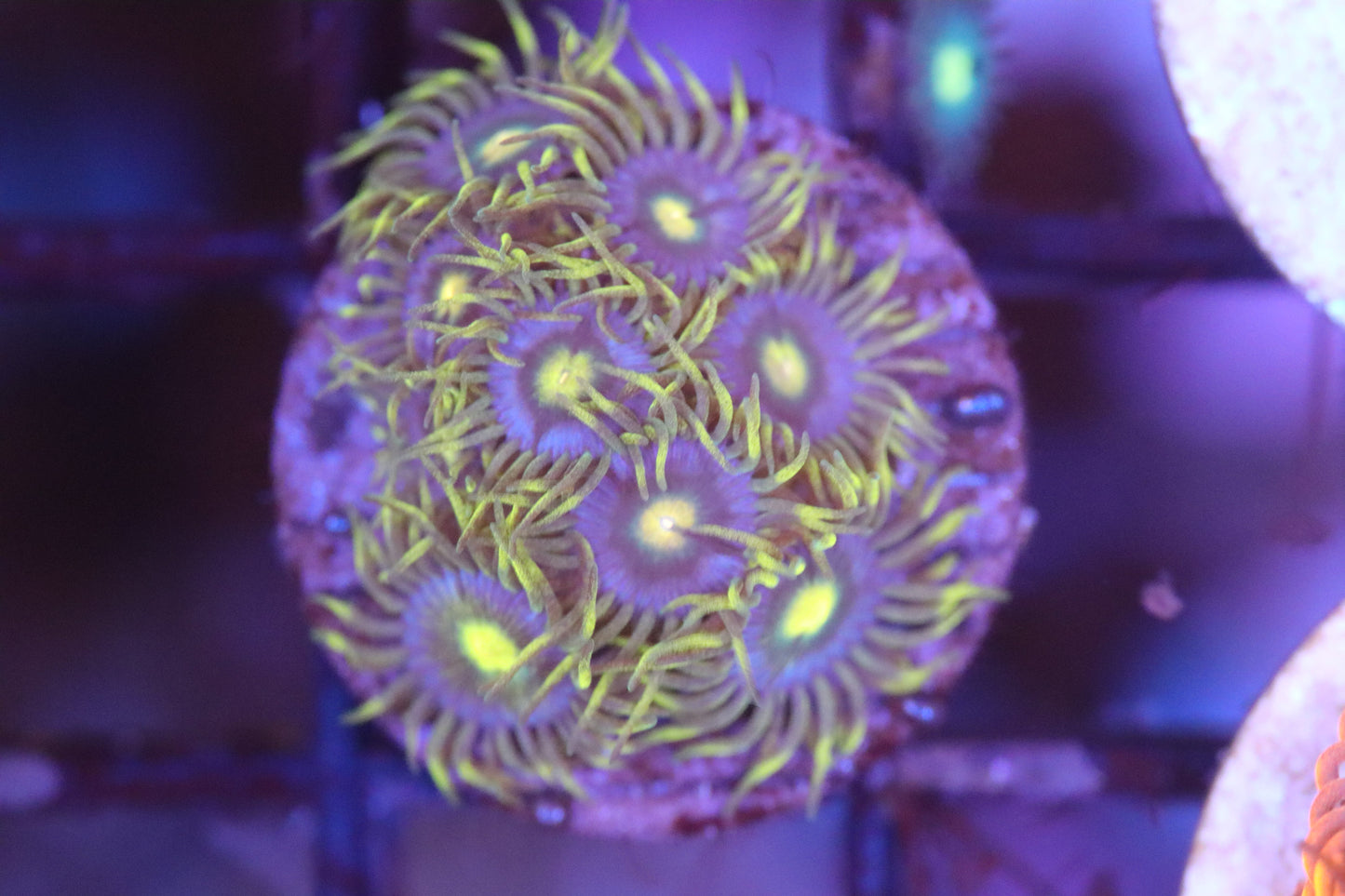 Yellow Skirt Zoa (A83)