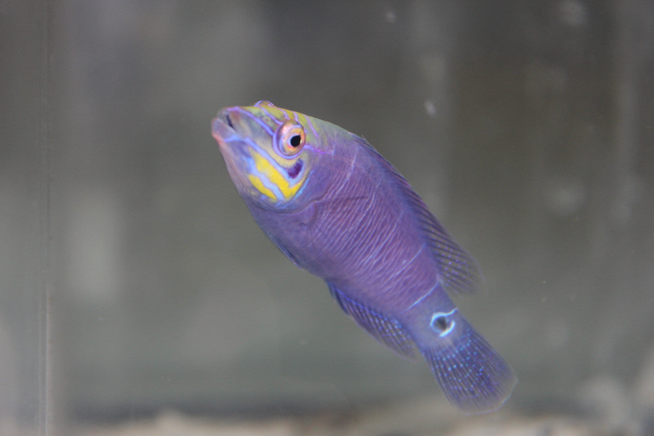 Mystery Wrasse (2-3")