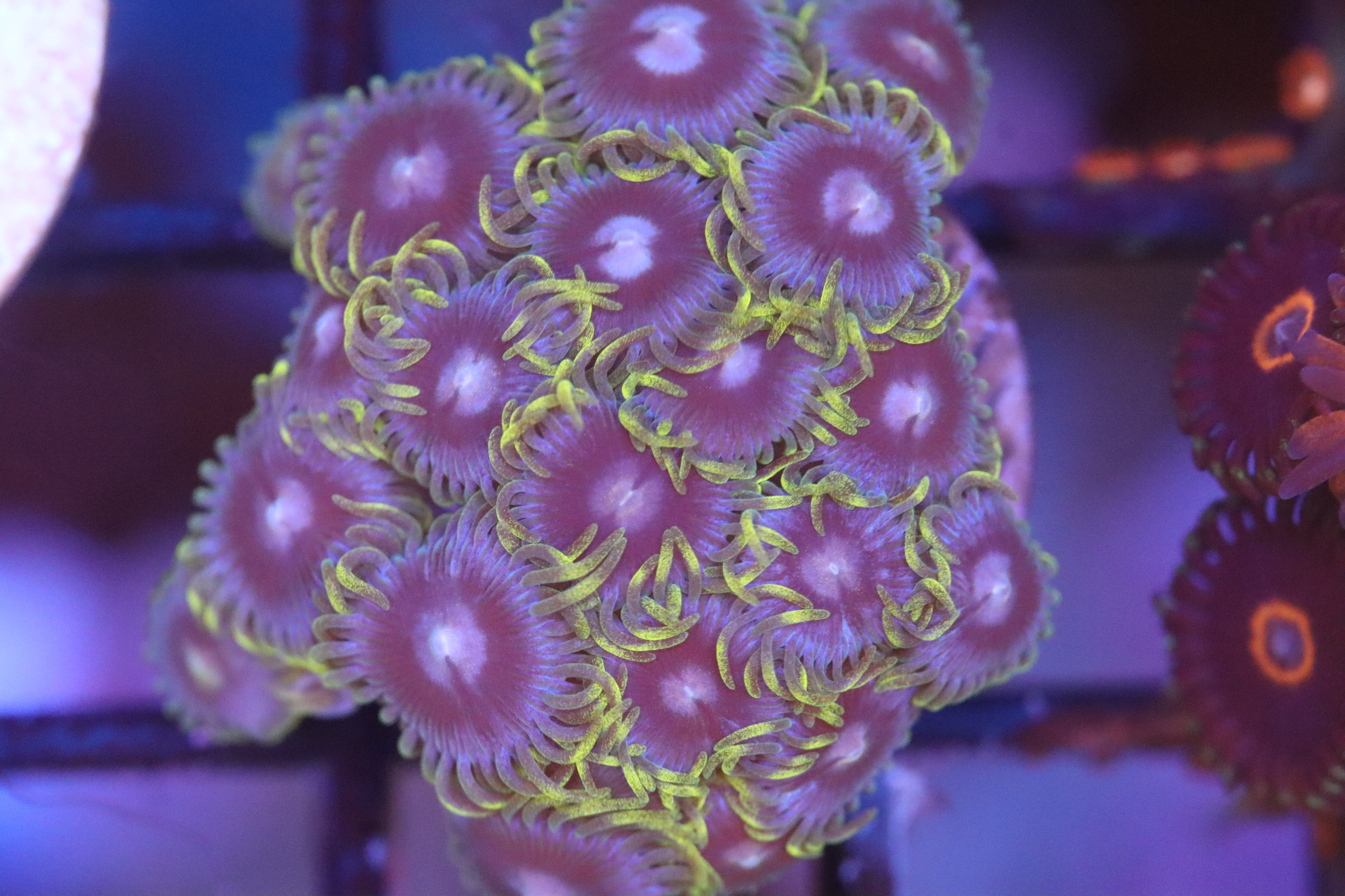 Blue Mouth Zoa (A93) – NYAquatic
