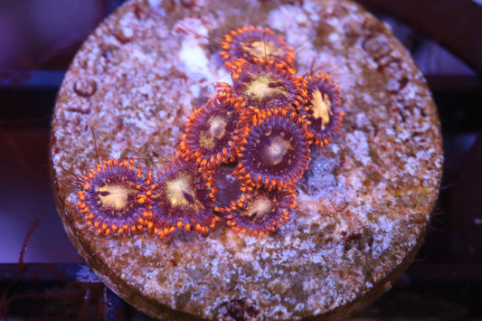 Tangerine Zoa (A95)