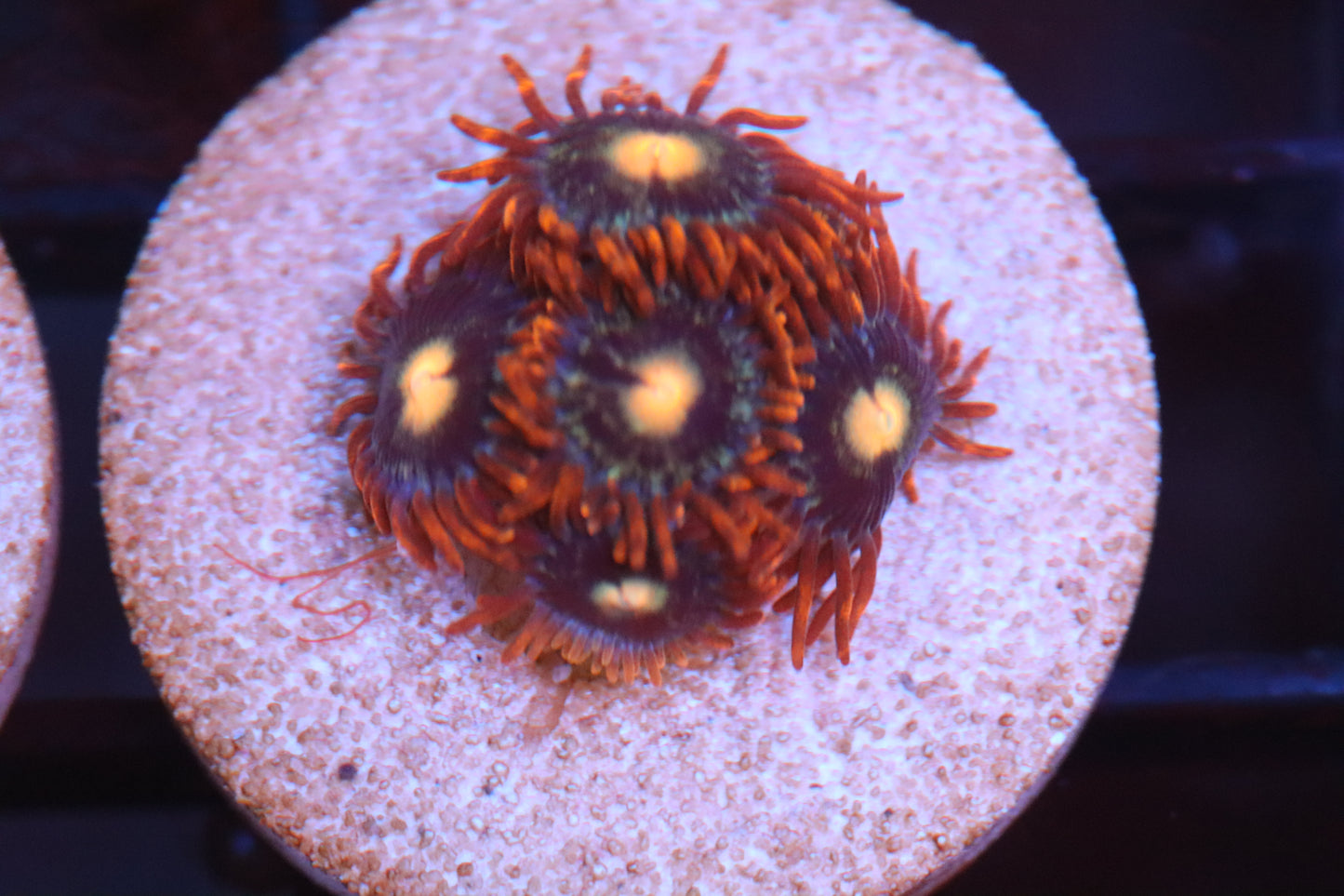 Fire Ring Zoa (A91)