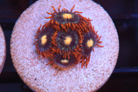 Fire Ring Zoa (A91)