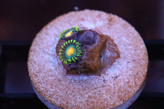 Orange Mouth Zoa (A96)