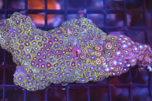 Zoa Colony on Live Rock (A98)