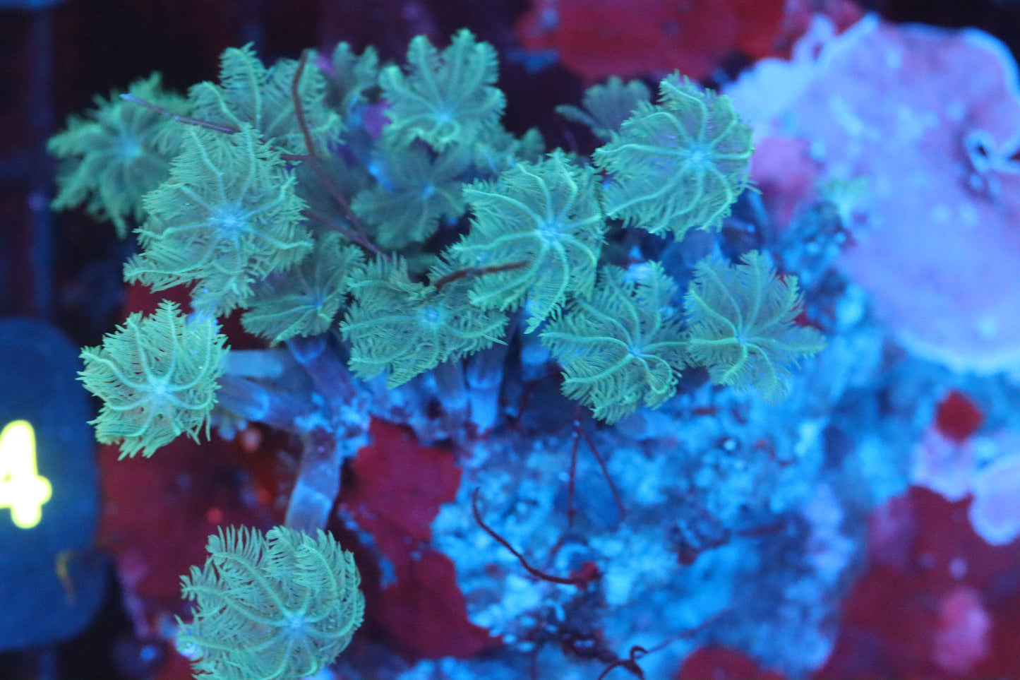 Green Cloves Mini Colony (A106)