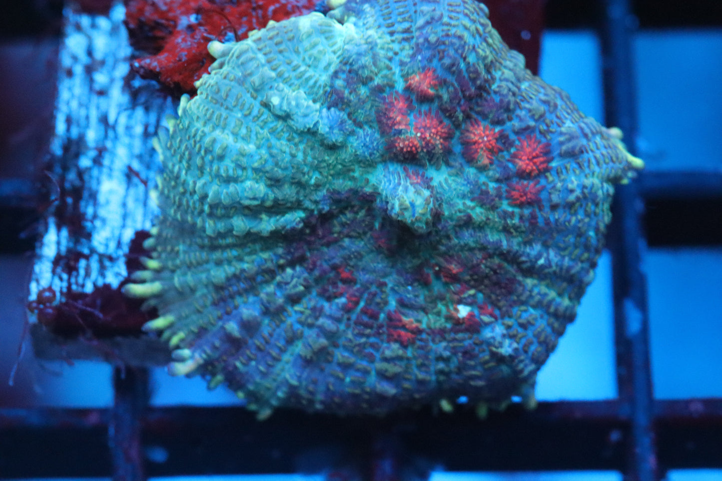 Rhodactis Mushroom (A116)