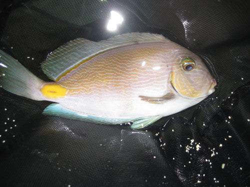 Atlantic Achilles Tang (Acanthurus monroviae)-6"