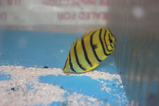 Yellow Eight Stripe Butterflyfish-Chaetodon Octofaschiatus
