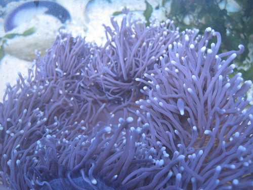 Radianthus Ritteri Heteractus Magnifica Anemone-(Red Sea 8