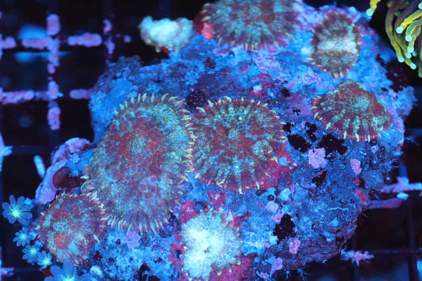 Mushroom Colony (A78)