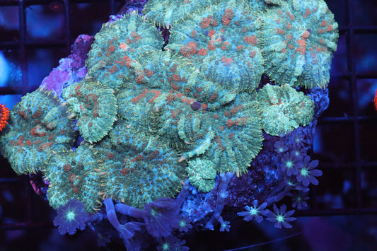 Mushroom Colony (A94)