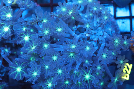 Neon Cloves Colony (B22)