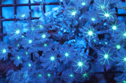 Neon Cloves Colony (A20)