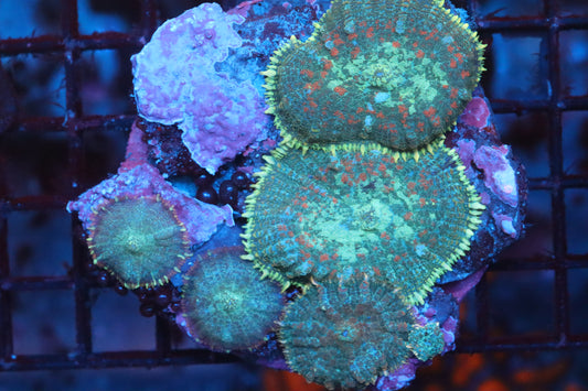 Mushroom Colony (A92)