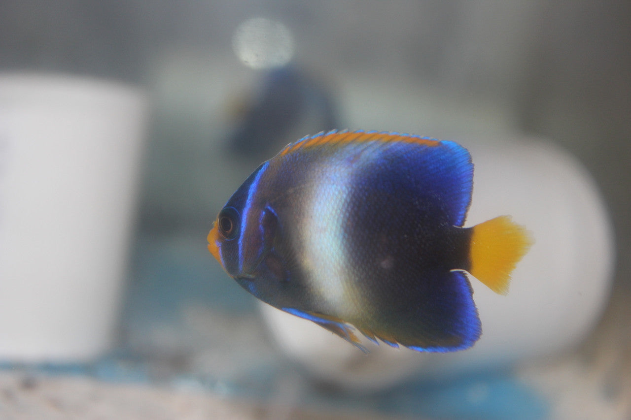 Africanus Angelfish (1-2" juv)