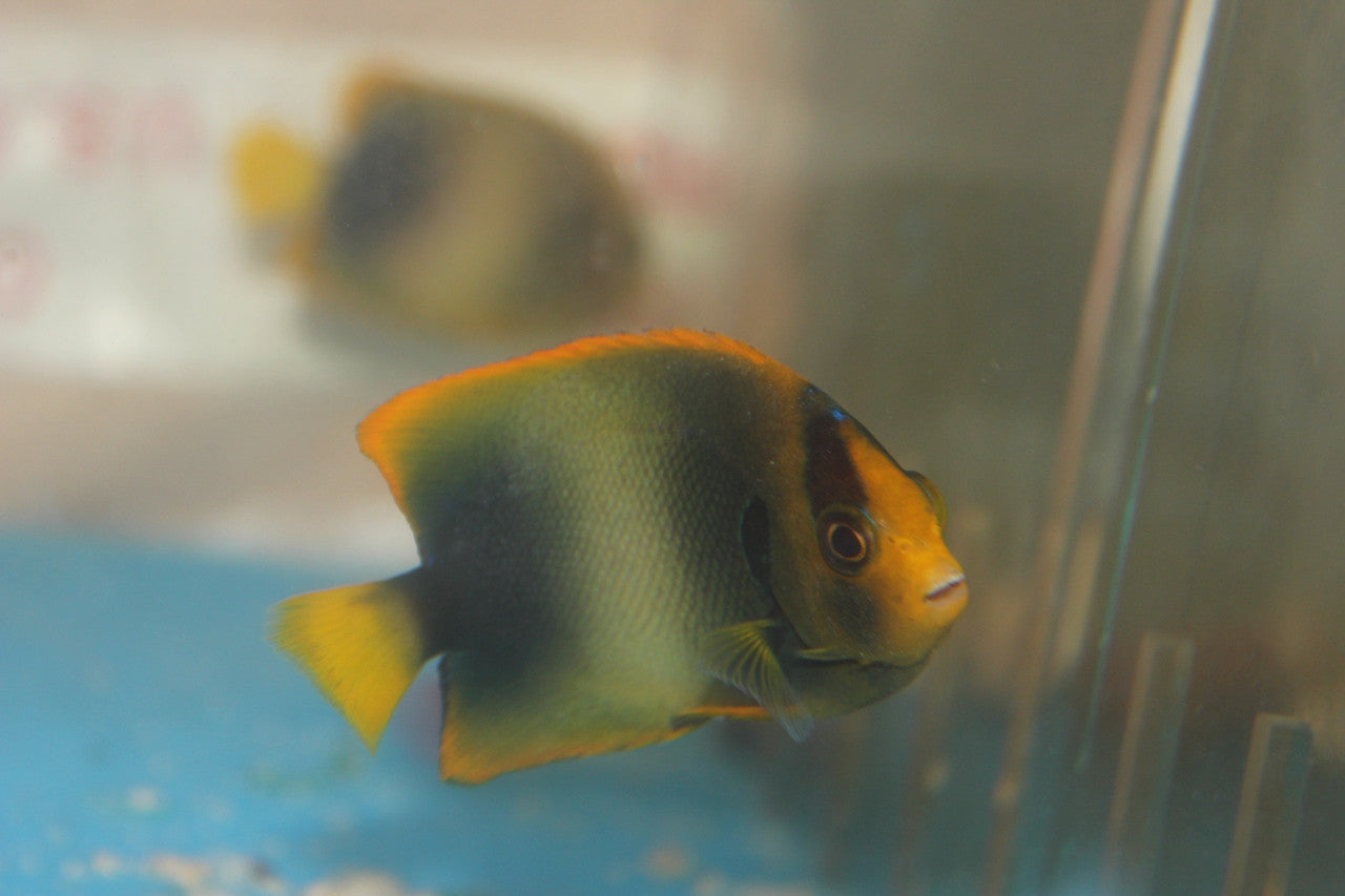 Africanus Angelfish (4-5")