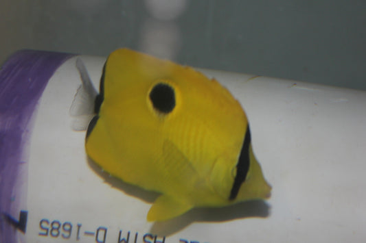 Yellow Teardrop Butterfly (Chaetodon unimaculatus)