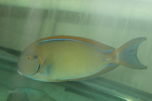 Bariene (eye spot) Tang (8-9”)