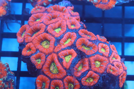 Micromussa Lord Colony (D141)